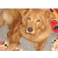 Querida, Chow-Chow Mix sucht ein liebevolles Heim - Hündin