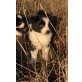 Querro , Border-Collie - Rüde