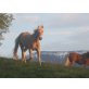Questacy, Haflinger - Stute