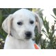 Quicky, Labrador - Hündin
