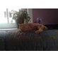 Quicky, Mischling - Kater