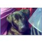 Quillo, sympathischer Labrador - Rüde