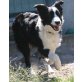 Quincy, Border-Collie - Rüde