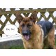Quincy, Deutscher Schäferhund - Rüde