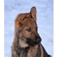 Quincy, Deutscher Schäferhund Welpen - Rüde