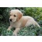 Quincy, Golden Retriever Welpen - Rüde