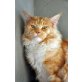 Quincy Jones, Maine Coon - Kater