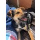 Quinn, Traumhund Welpen - Rüde
