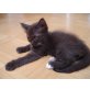 Quinoa, Birma/Devon Rex - Katze