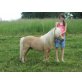 Quinten van de Zandhoven, Minishetlandpony (unter 87cm ) - Hengst