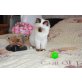 Quirin, Heilige Birma - Kater