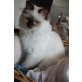 Quirino, Heilige Birma - Kater
