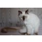 Quirino, Heilige Birma - Kater
