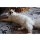 Quirino, Heilige Birma - Kater