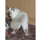 Quirino, Heilige Birma - Kater