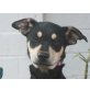 Quitsch, Schäferhund - Rüde