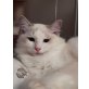 Quo Vadis und Qantas, Ragdoll - Kater
