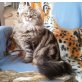 Qwelly, Sibirische Katze - Katze