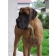 Qwento vom Allertal, Deutsche Dogge - Rüde