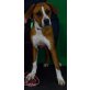 R E I N A, lustige verschmuste Boxermix- - Hündin