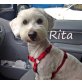 R I T A, Bichon Frisé - Hündin