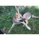 R  O C K Y , sehr gelehriger  Altdeutscher Schäferhund - Rüde