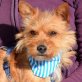 RAFA - Linares, Norwich-Terrier-Mix - kastriert - Rüde