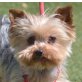 RAFAELITO - Linares, Yorkshire-Terrier, kastriert - Rüde