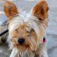 RAFAELITO - Linares, Yorkshire-Terrier, kastriert - Rüde