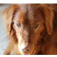 RAFINO, Pflegestelle Wien, wunderschöner Traumhund - Irish-Settermix - Rüde