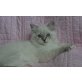 RAGDOLL MÄDCHEN LORELEY, Ragdoll - Katze
