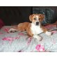 RAGNA 'Roxy', Beagle-Staffmix - Hündin