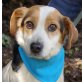 RAMBO - Ubeda, Dackel-/Beagle-Mischling, kastriert - Rüde