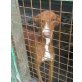RAMIRO, Podenco Canario - Rüde