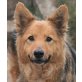 RANA - Pflegestelle Burgenland bzw. Wien, süße, liebenswerte Schäfer-Pinscher-Mix - Hündin