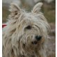 RANDY 4 - Pflegestelle Österreich, West Highland White Terrier - Hündin