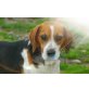 RANDY - ruhiger, ausgeglichener, Beagle - Rüde