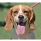 RANIA - Linares, Beagle, kastriert - Hündin