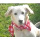 RANIA, Mini-Retrievermix,Pflegestelle NÖ Welpen - Hündin