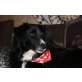 RASPUTIN Charly, Pflegestelle Niederösterre, unternehmungslustiger Bordercollie-Spitzmix - Rüde