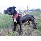 RASTY (bea-fil) reinrassiger Pitbull der eine - Rüde
