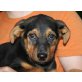 RAVINA, Rottweilermix,Pflegestelle Wien Welpen - Hündin