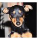 RAY, Zwergpinscher Welpen - Rüde