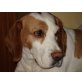 RAYA, Pflegestelle Niederösterreich, zuckersüße, verspielte, verschmuste BEAGLE - Hündin
