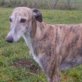 REBECA, Galga, kastriert, ca. 5 Jahre - Hündin