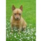 REDENT, Chihuahua Mix - Rüde