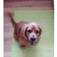 REDI, Cockerspaniel - Rüde