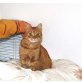 REDI, Kätzin - Katze