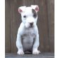 REDNOSE PITBULL HÜNDIN, Amerikanischer Pit-Bullterrier - Hündin