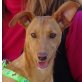 REGINA, Podenco-Mischling, kastriert - Hündin